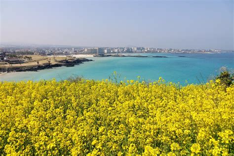 VisitJeju .